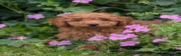 Cavapoo dogs for sale: Adorable Cavapoo puppies - Advert 1