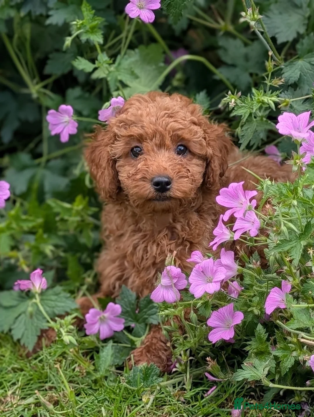 Cavapoo dogs for sale: Adorable Cavapoo puppies - Advert 1