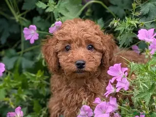 Cavapoo dogs Adorable Cavapoo puppies - Advert 2