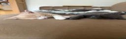 Mixed Breed cats for sale: Siamese Russian blue kittens  - Advert 14