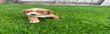 Cocker Spaniel 2