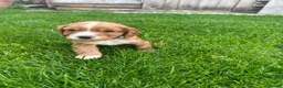 Cocker Spaniel dogs for sale: Working cocker spaniel Kc reg - Advert 6