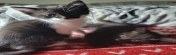 Domestic Shorthair cats for sale: Ready to Fly the Nest  - Advert 21