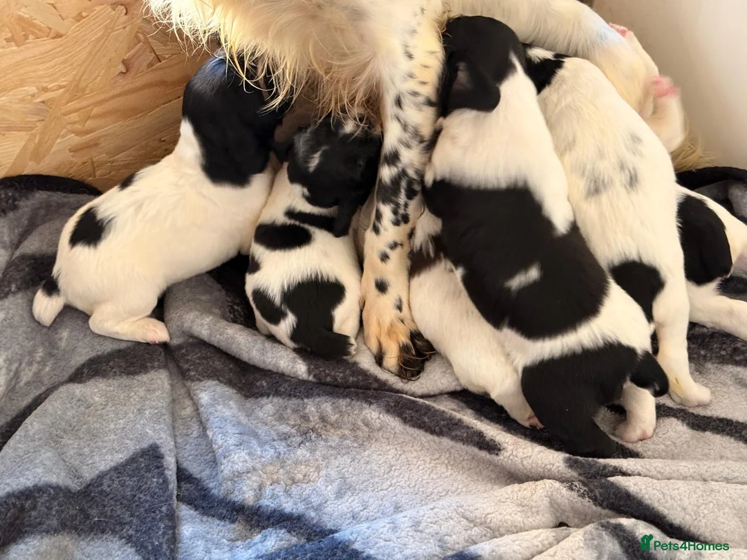 English Springer Spaniel dogs for sale: Beautiful Kc Registered Springer Pups..  - Advert 11