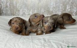 Miniature Dachshund dogs for sale: quality minature dachshunds (ready 14th october) - Image 2