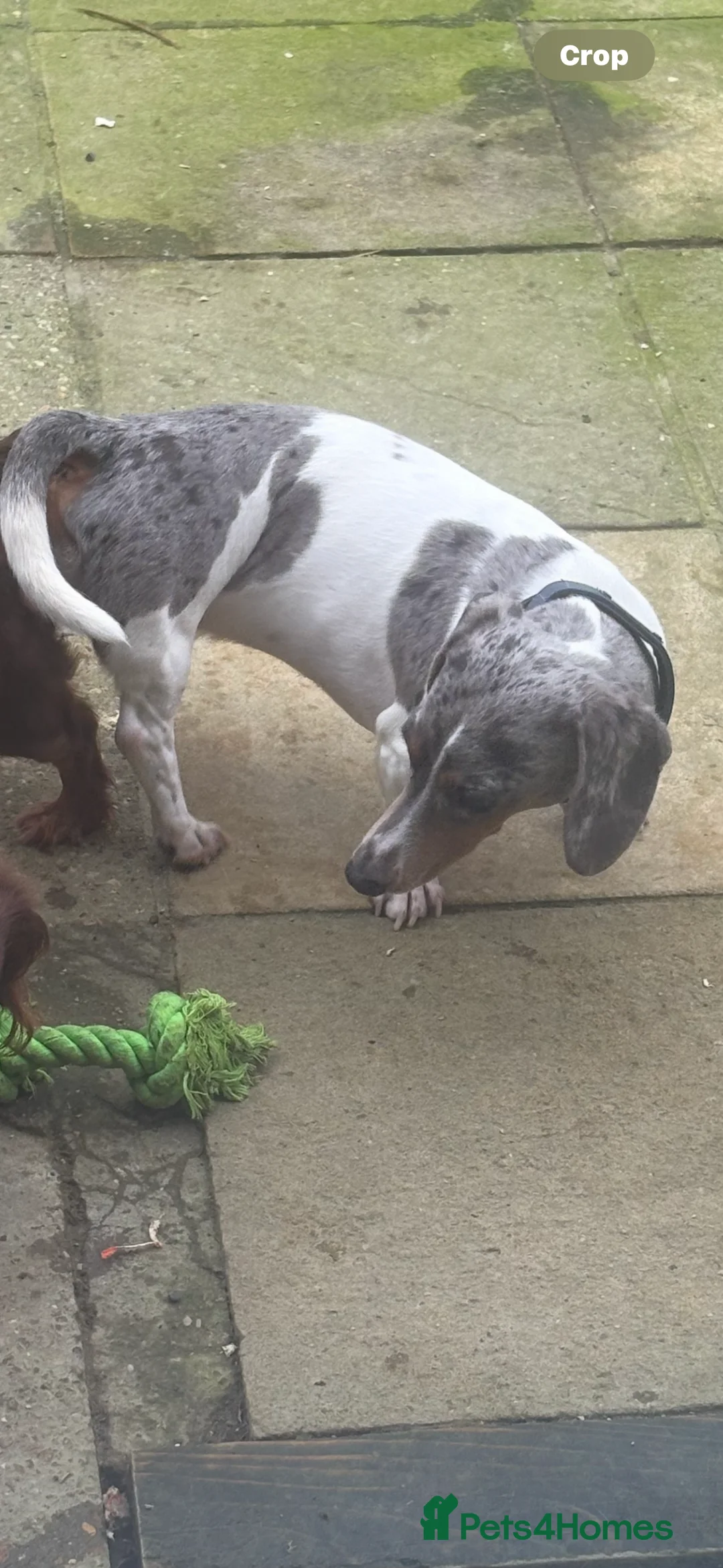 Miniature Dachshund dogs for stud: Silver dapple pied PRA clear DM clear OI CLEAR in Clacton-on-Sea - Advert 3