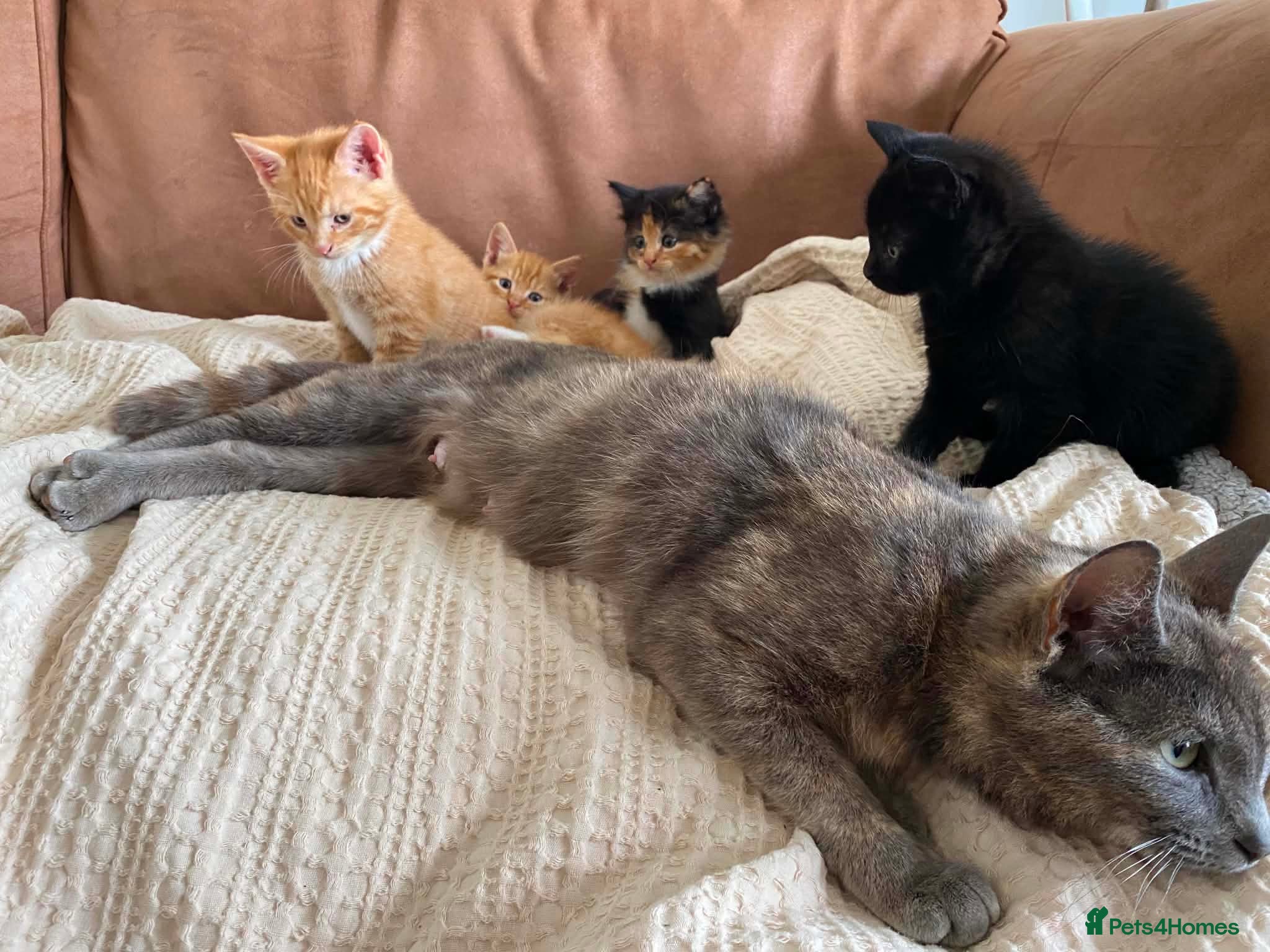 Mixed Breed cats Beautiful kittens  - Advert 2