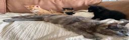 Mixed Breed cats for sale: Beautiful kittens  - Advert 1
