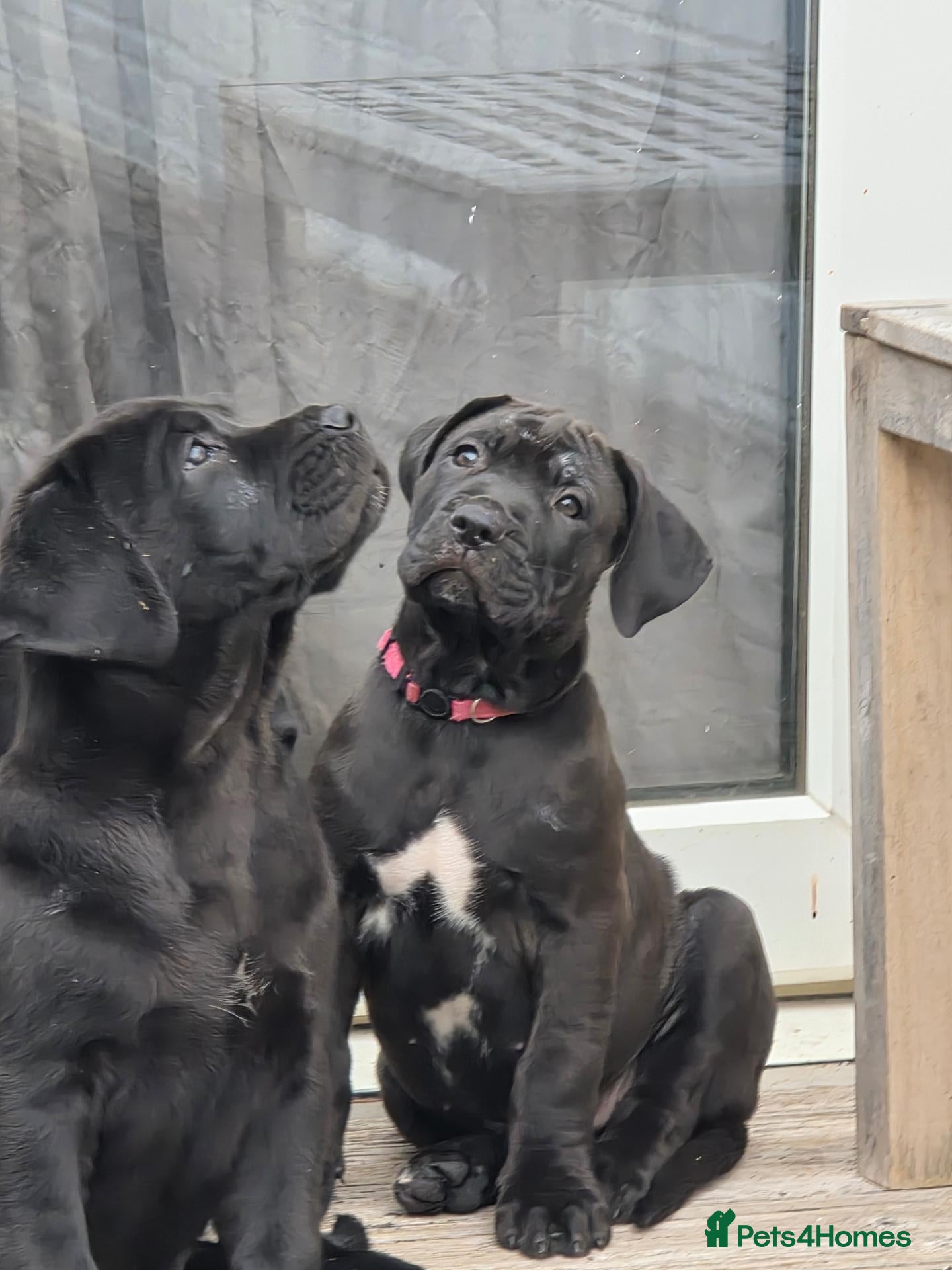 Cane Corso dogs 88% Cane Corso x 12% Malinois Pups (Ready NOW) - Advert 1