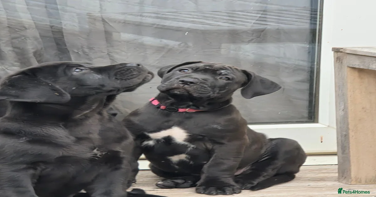 Malinois belgian Puppies for sale | Pets4Homes