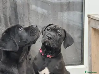 Cane Corso dogs 88% Cane Corso x 12% Malinois Pups (Ready NOW) - Advert 1