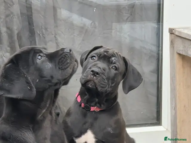 Cane Corso dogs for sale: 88% Cane Corso x 12% Malinois Pups (Ready NOW) - Advert 1