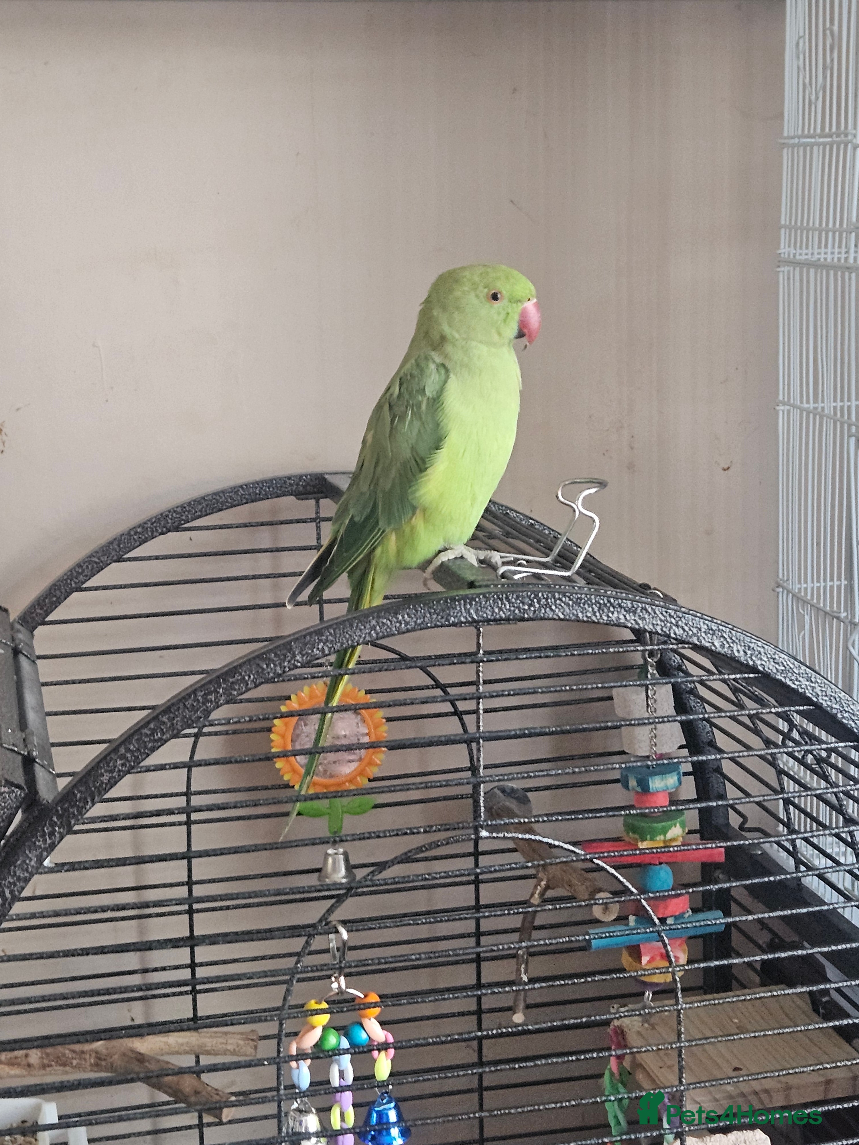 Ringnecks birds Lovely indian ring neck  - Advert 1