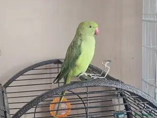 Ringnecks birds Lovely indian ring neck - Advert 1