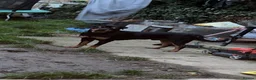 Rottweiler dogs for stud: Looking a female Rottweiler to breed with my male  in London - Advert 2