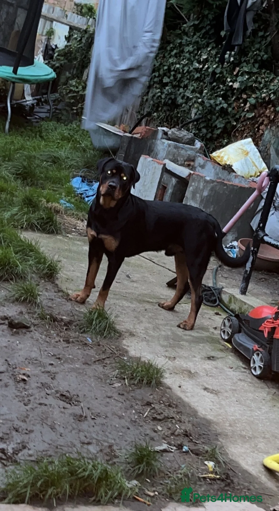 Rottweiler dogs for stud: Looking a female Rottweiler to breed with my male  in London - Advert 2