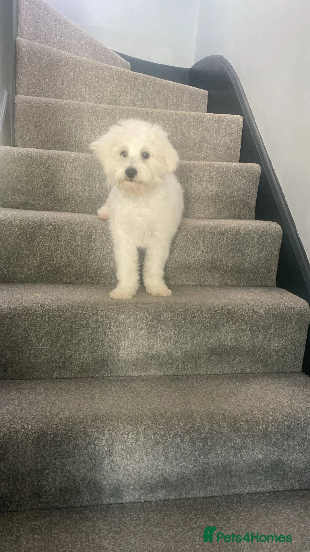 Bichon Frise dogs for sale: Bichon Maltese  - Advert 2