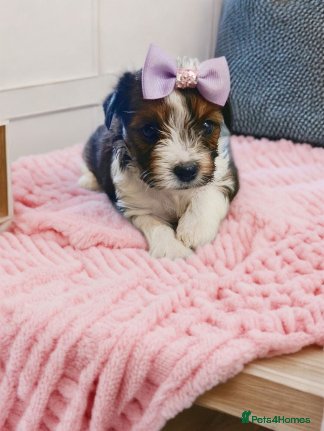 Biewer Terrier dogs 🐕Yorkshire terrier- Luxury Colors🤍🧡🖤🤎 - Advert 2