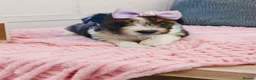 Biewer Terrier dogs for sale: 🐕Yorkshire terrier- Luxury Colors🤍🧡🖤🤎 - Advert 2