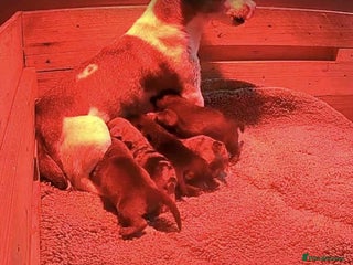 Mixed Breed dogs Dachshund x Jack russel - Advert 2