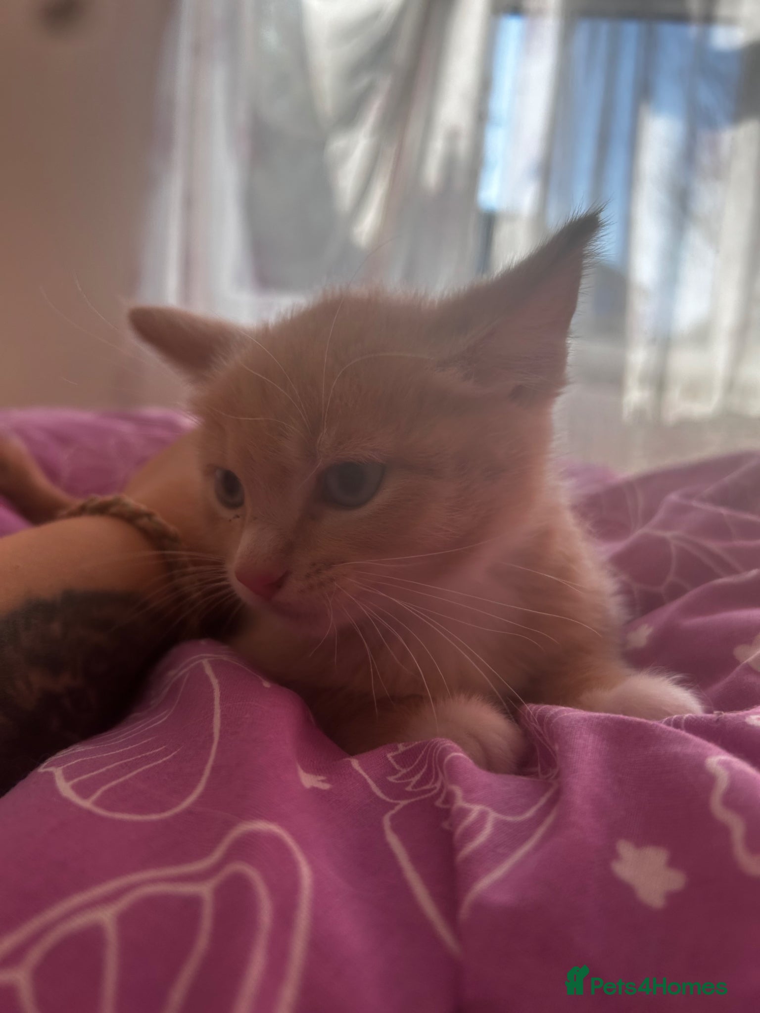 Mixed Breed cats Ragdoll mix  - Advert 15