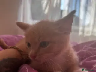 Mixed Breed cats Ragdoll mix - Advert 15