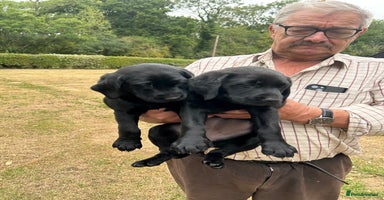 Labrador Retriever dogs - Advert 1