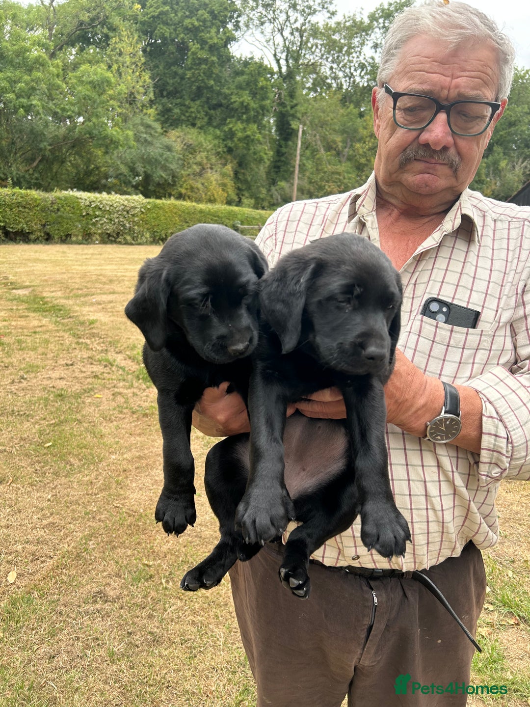 Labrador Retriever dogs for sale: Gorgeous Labrador puppies - ready now - Image 2