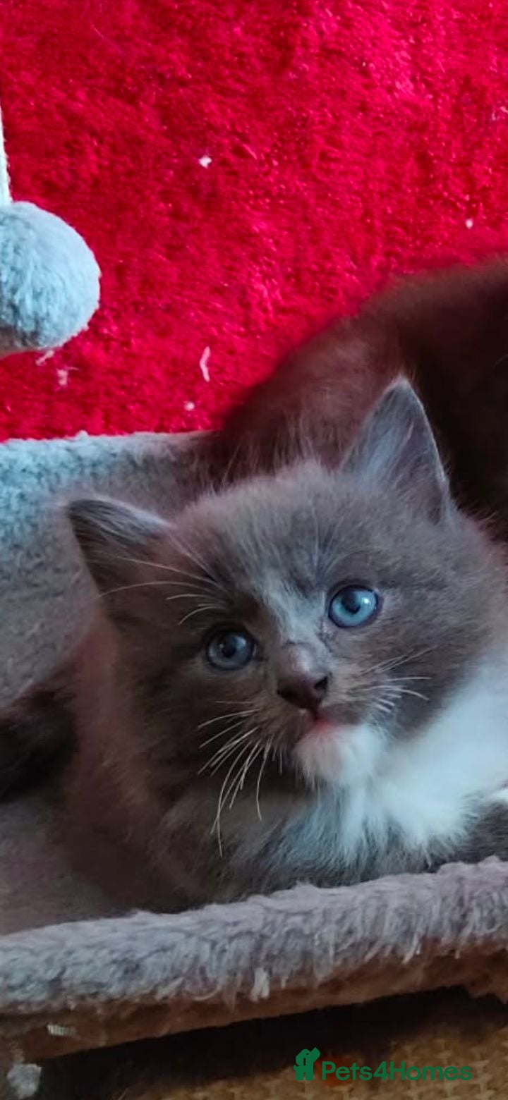 Mixed Breed cats KITTENS - Advert 2