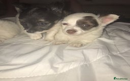 Mixed Breed dogs for sale: Miniature teacup chihuahua X Jack russell puppies  - Image 6
