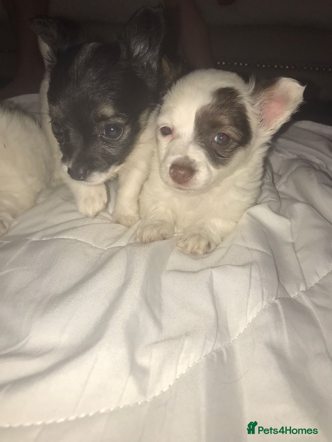 Mixed Breed dogs for sale: Miniature teacup chihuahua X Jack russell puppies  - Image 6