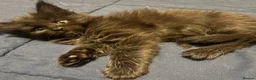 Maine Coon cats for sale: Beautiful TICA registered Maine coon kittens. in Rochester - Advert 6