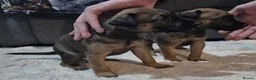Lurcher dogs for sale: Lurcher puppies for sale  - Advert 5