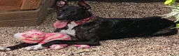 Mixed Breed dogs for adoption: Affectionate young Nala wants a new loving home - Advert 1