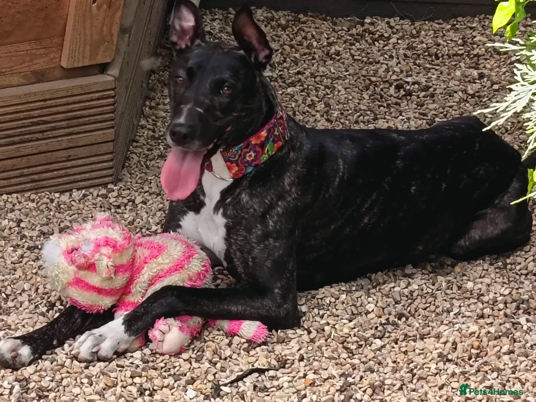 Mixed Breed dogs for adoption: Affectionate young Nala wants a new loving home - Advert 1