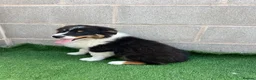 Australian Shepherd dogs for sale: Kc registered male Australian Shepherd Puppy - Advert 6