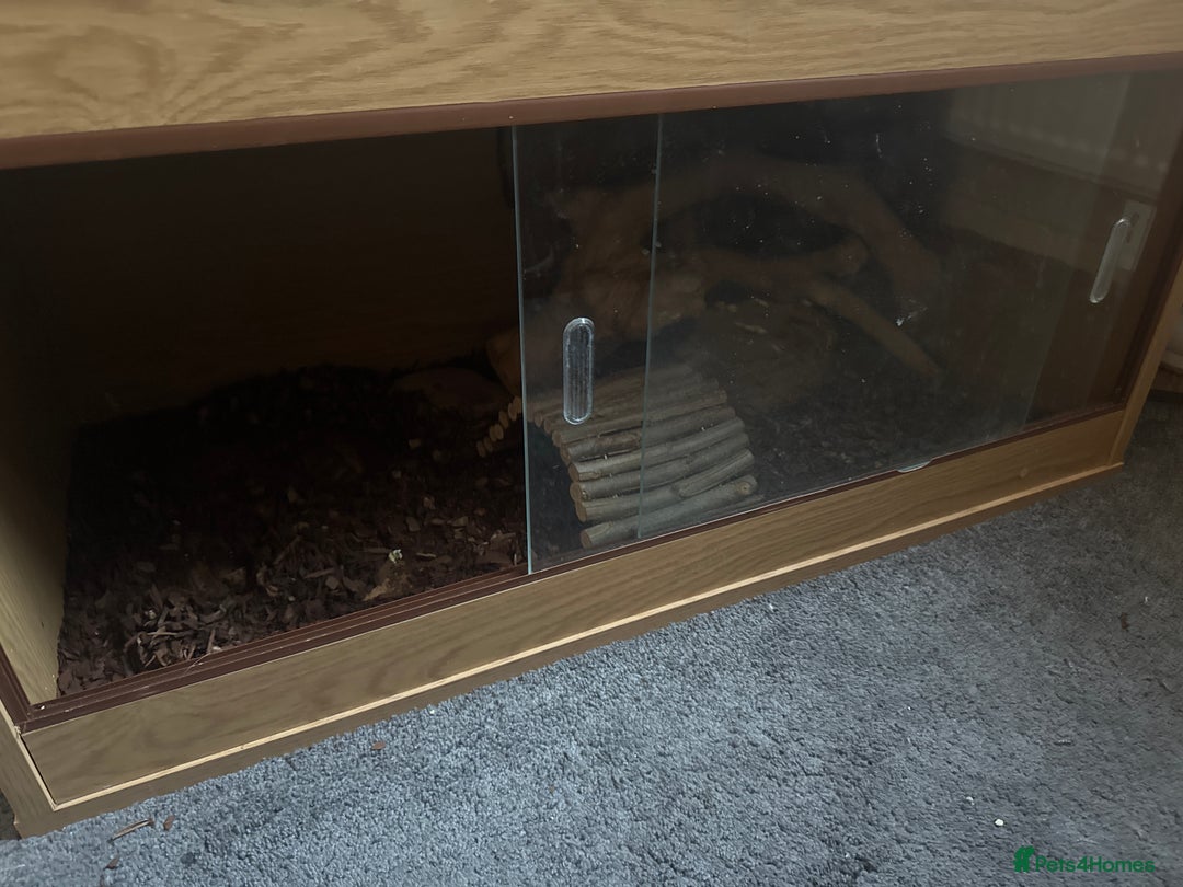 Snake reptiles for sale: Royal ball python ( orange dream) - Advert 2