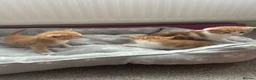 Mixed Breed cats for sale: Gorgeous, playful kittens for sale - Advert 22