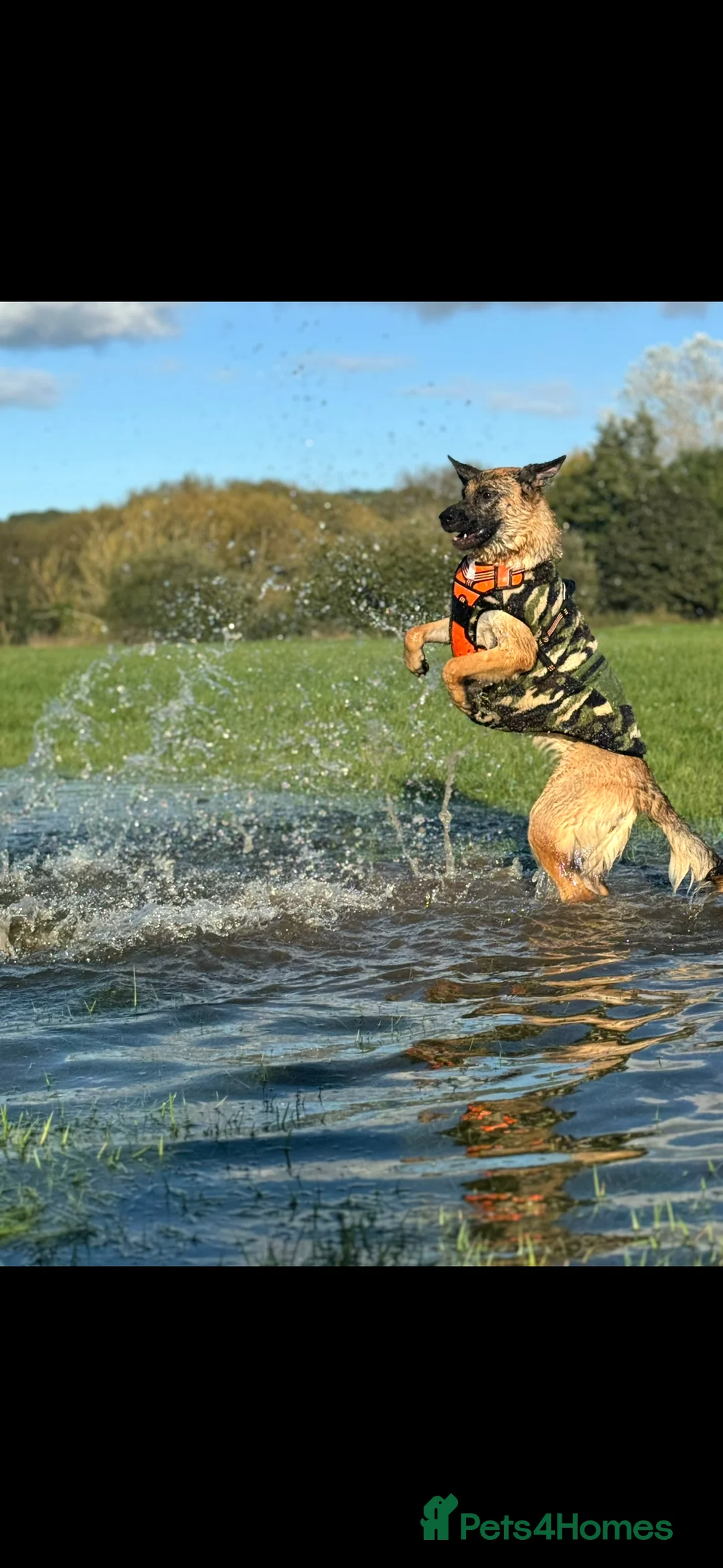 German Shepherd dogs for sale: Lula kc registered German shepherd  - Advert 4