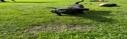 Labrador Retriever dogs for sale: Superb Working Labrador Puppies - Advert 6