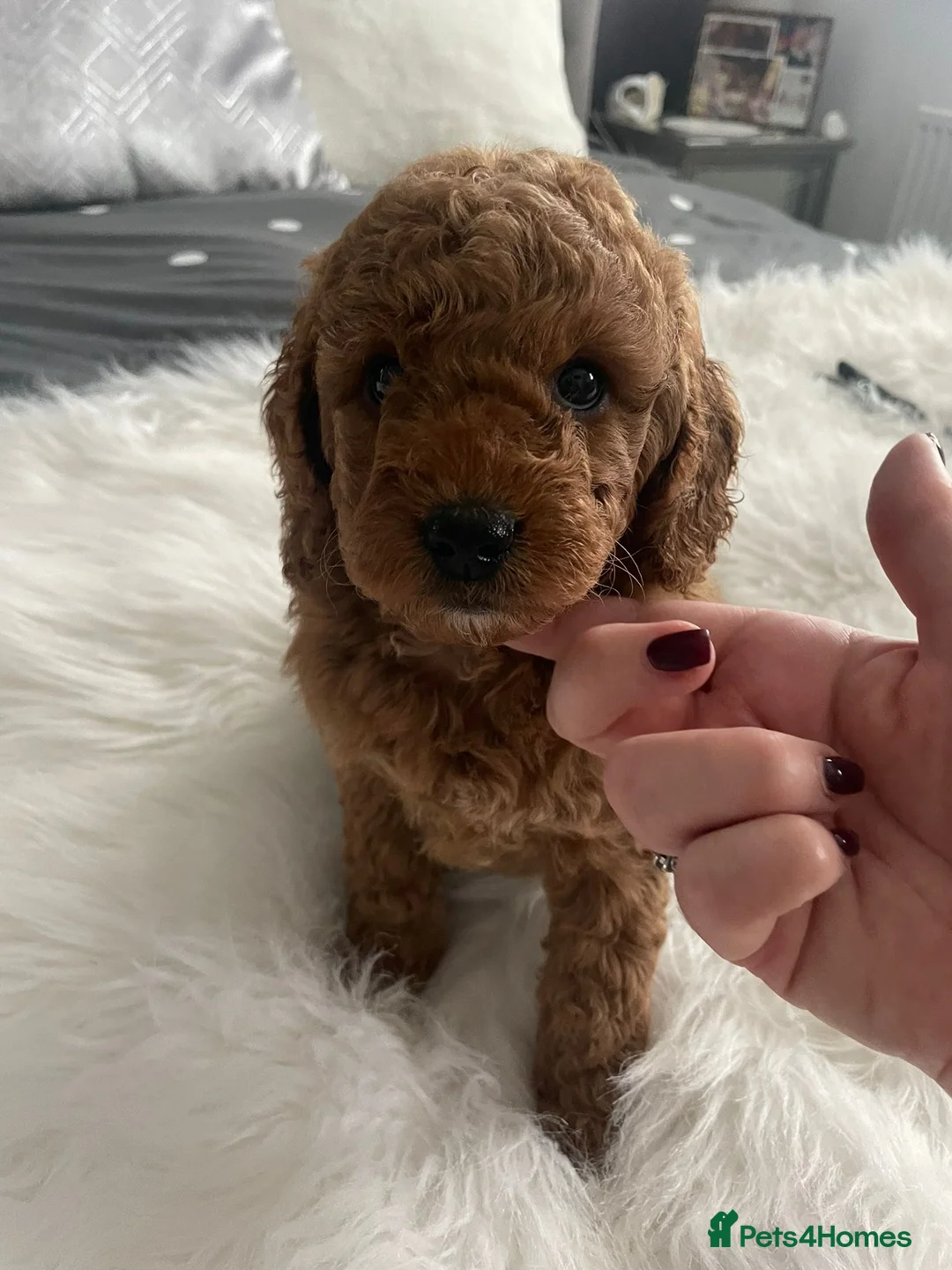 Cockapoo dogs for sale: One cockapoo girl available  - Advert 5