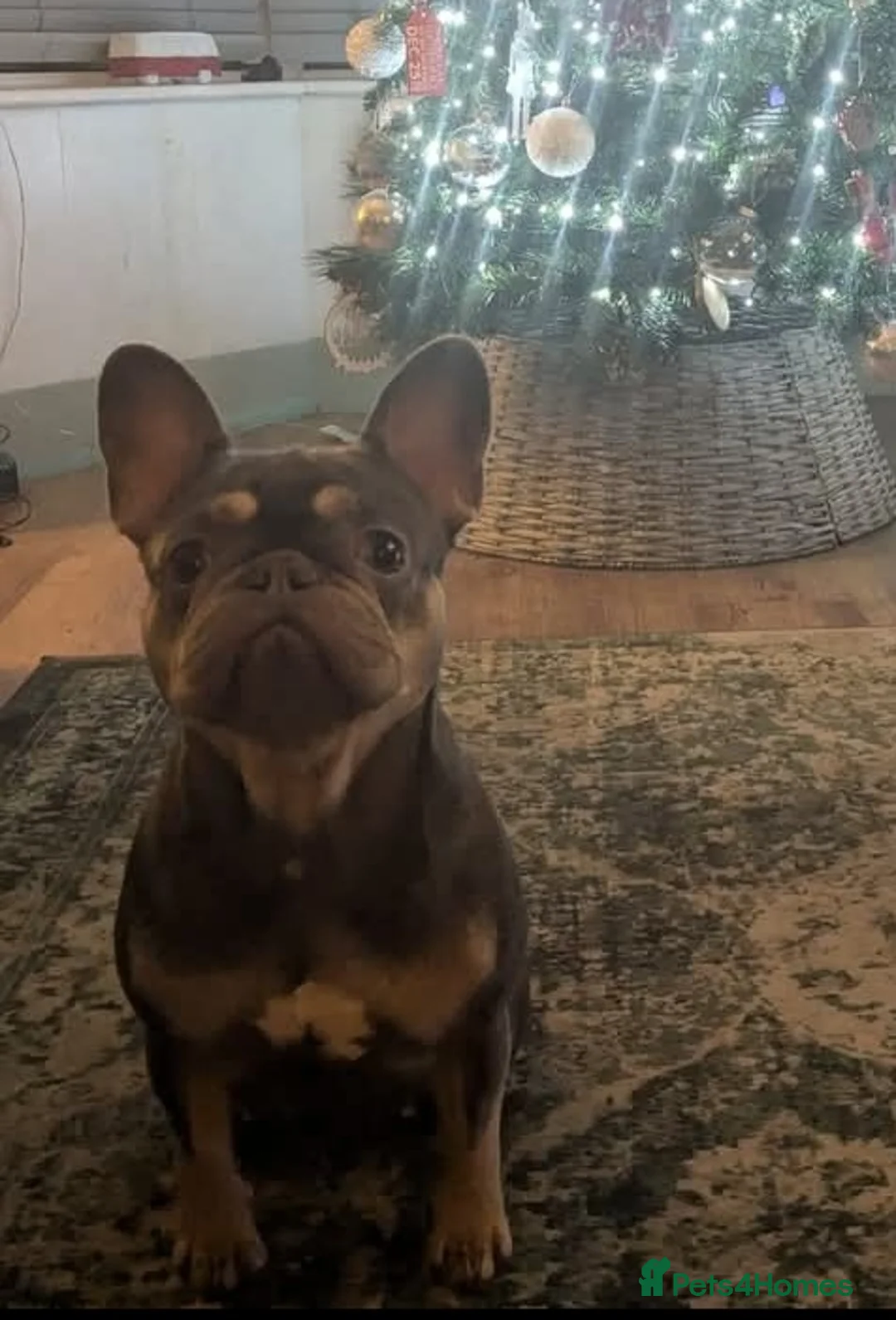 French Bulldog dogs for sale: 2year old Female Lilac & tan French Bulldog - Advert 4