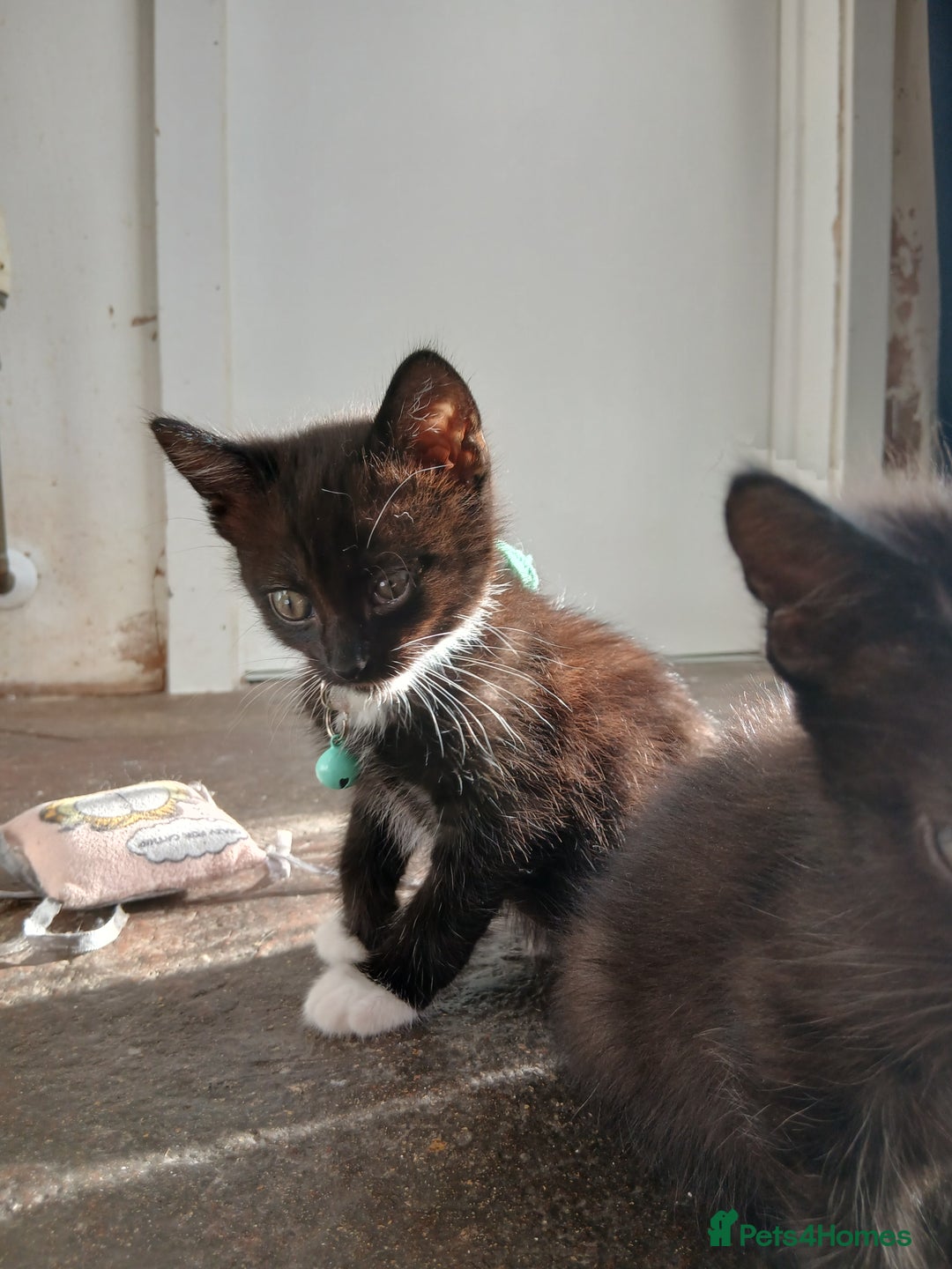 Mixed Breed cats for sale: 6 Kittens looking for new forever homes - Advert 7