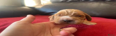Golden Cocker Spaniel