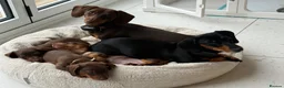 Miniature Dachshund dogs for sale: 🐾🤎 3 BEAUTIFUL MINIATURE DACHSHUND PUPPIES 🤎🐾 - Advert 7