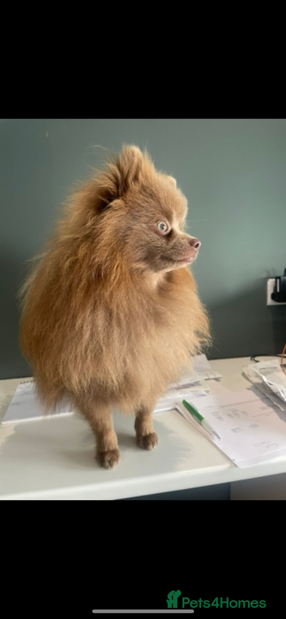 Pomeranian dogs for stud: Kai Kai lilac boy 💜  ( STUD ONLY ) (PROVEN)  in Liverpool - Advert 20