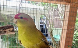 Parakeets birds for sale: Kakarikis for sale Mixed Colourings - Image 1