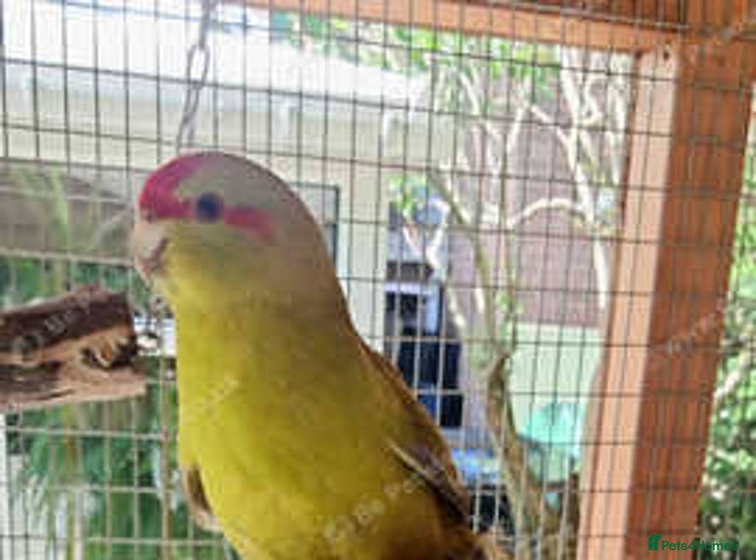 Parakeets birds for sale: Kakarikis for sale Mixed Colourings - Image 1
