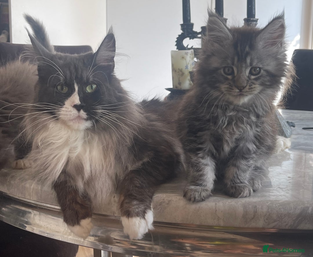 Maine Coon cats for sale: Pure Pedigree Maine Coon kittens | Black Tabby | - Image 4
