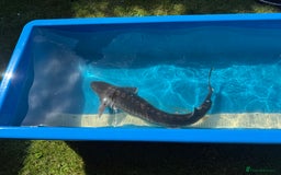 Koi Carp fish for sale: Various koi carp for sale  - Image 32